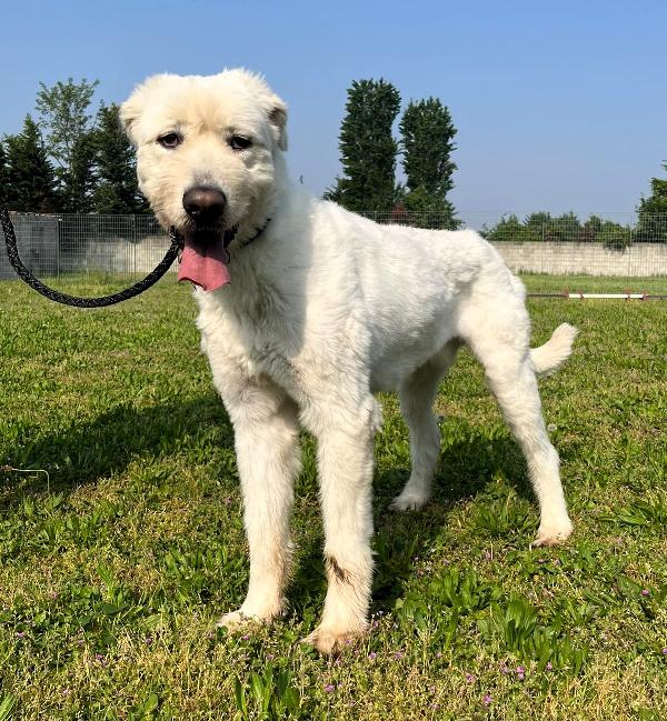 BELLE BELLISSIMO MAREMMANO Foto 2